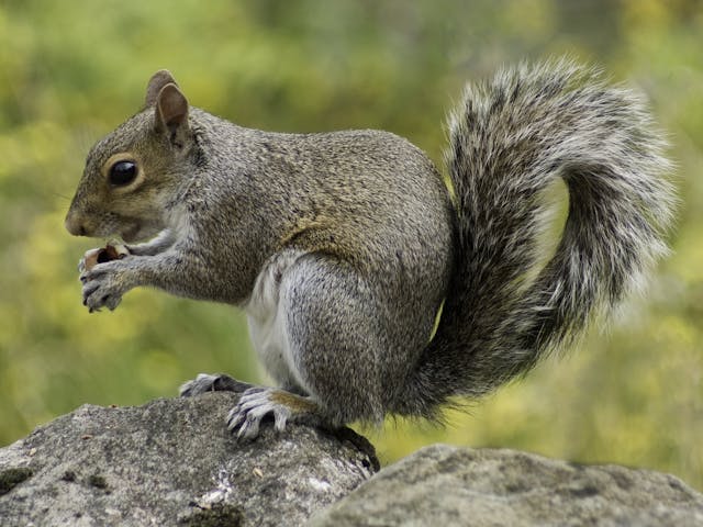 Image of a Squirrel