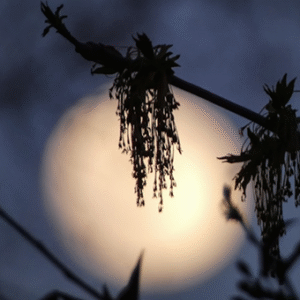 Ritual Kit – A Sacred Practice for Every Phase  13